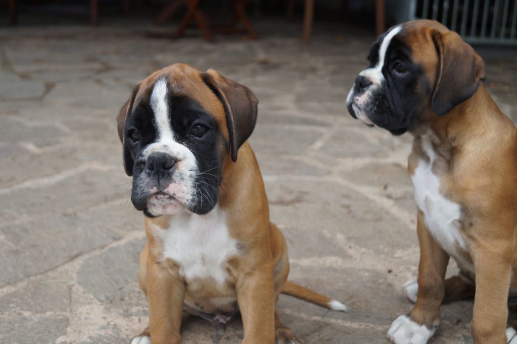 du Val des Aurochs - 2 très beaux  chiots boxer mâles fauves disponibles